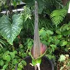 Aronstab (Amorphophallus lambii)  - 1 gekeimter Samen Produktbild-Vorschau 1