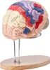 Anatomie des menschlichen Gehirns, 4-teiliges anatomisches Produktbild-Vorschau 1
