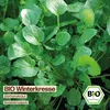 Samenliebe  Winterkresse Samen | Barbarakraut - winterhart Produktbild-Vorschau 4