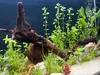 Akvaristický koreň z tvrdého dreva 10 cm pre nanoakváriá Náhľad obrázku produktu 9