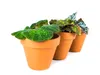 Gardners Begonia rex mix, priemer 6 cm Náhľad obrázku produktu 4