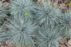Stauden Gänge 5 x Festuca glauca/cinerea 'Azurit' im 1 Produktbild-Vorschau 5