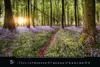 Magische Wälder 2027 Produktbild-Vorschau 11