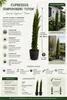 Cupressus sempervirens Totem 140–160 cm | Säulenzypresse | Produktbild-Vorschau 2