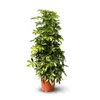 Schefflera gold - capella - ↕ 100-110 cm - ⌀ 19 cm - plante Voir les images du produit 1