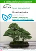 SAFLAX - Borievka čínska - Juniperus chinensis - 30 Semená Náhľad obrázku produktu 1