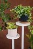 Three potted plants are displayed on white plant stands against a brown background. Anteprima dell’immagine prodotto