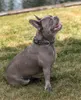 collare per cani lionto riflettente, imbottito e regolabile Anteprima dell’immagine prodotto 2