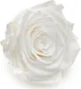 Stabilisierte Rose - Prinzessinnenweiß - XL - 3 Stk Produktbild-Vorschau 4