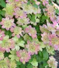 BALDUR Garten 1x Clematis 'Pistachio Cake®', Pflanze im 9x9 Produktbild-Vorschau 2