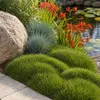 Stauden Gänge 1 x Festuca gautieri - Bärenfellgras - Produktbild-Vorschau 9
