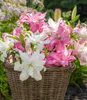 BALDUR Garten Duft-Lilien 'Lotus Mix', 4 Zwiebeln, große, Produktbild-Vorschau 2