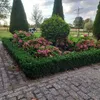 Japonské vreteno Euonymus japonicus 'Green Spire' - 60 Náhľad obrázku produktu 1