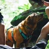Ruffwear 30551-042LL1, Hund, Westengeschirr, L-XL, Grau, Produktbild-Vorschau 5