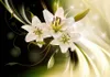 Vlies Fototapete Blumen Lilien 400x280 cm Tapeten Produktbild-Vorschau 2