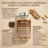 Aavalabs Ashwagandha KSM-66® | 1 000 mg | Stress et sommeil Voir les images du produit 3