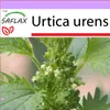 SAFLAX - kopřiva - Urtica urens - 150 Semena Náhled obrázku produktu 5