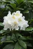Rhododendron PG 1 Cunninghams White 40-50 cm, im Topf, Produktbild-Vorschau 5