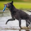 Anello galleggiante Beeztees - Giocattolo per cani - blu - Anteprima dell’immagine prodotto 3