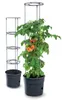 Two tomato plant supports in pots, one with a tomato plant growing in it. Náhľad obrázku produktu
