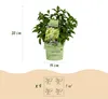 Green boutiQ - Gartenpflanze - Hydrangea panniculata Produktbild-Vorschau 3