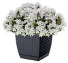 Ratolla Quadratischer Blumentopf - Anthrazit - Pp-Drlk165A Produktbild-Vorschau 6