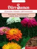 Zinnie Riesen Gärtnerstolz | Zinniensamen von Dürr Samen Produktbild-Vorschau 4