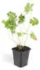 Půdopokryvné rostliny – geranium – Geranium 'Rozanne' – 9cm Náhled obrázku produktu 4