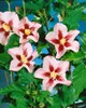 Hibiscus syriacus 'Hamabo', Roseneibisch, rosa Blüten, ca. Produktbild-Vorschau 12