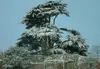 SAFLAX - Libanon - Zeder - 20 Samen - Cedrus libani Produktbild-Vorschau 9