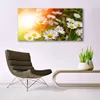 Glasbilder 140x70 Wandbild Druck auf Glas Gänseblümchen Produktbild-Vorschau 3