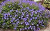 Stauden Gänge 3 x Geranium 'Rozanne ®' im 1 Liter Topf - Produktbild-Vorschau 3