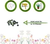 Okra Clemson Spineless Samen - Abelmoschus esculentum - Produktbild-Vorschau 3