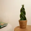 Bloomique - Sansevieria Twister - Język teściowej - Roślina Podgląd zdjęcia produktu 2