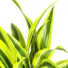 Dracaena deremensis « Lemon Lime » - Plante verte - 70 à 90 Voir les images du produit 3