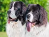 CALVENDO Puzzle Porträt zweier Landseer | 1000 Teile Produktbild-Vorschau 3