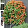 2 piante di Pyracantha 'Teton' | Altezza: 30-40 cm, in vaso Anteprima dell’immagine prodotto 2
