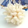 A white coral specimen is displayed on a white background, with a model ship in the background. Produktbild-Vorschau