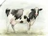 ARTland Poster Wasserfarben Kuh I Größe: 40x30 cm Produktbild-Vorschau 1