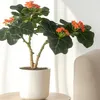 Flaschenpflanze - Jatropha podagrica - Höhe 25-45cm - ⌀13cm Produktbild-Vorschau 4