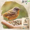 10 kg Erdnüsse teilblanchiert gehackt Vogelfutter Produktbild-Vorschau 4