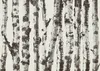 Selbstklebende Folie Fototapete - Stately Birches - First Produktbild-Vorschau 5