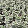 Crassula perfosa - plante succulente rare - pièce unique - Voir les images du produit 4