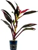 Terrarium Pflanze Cordyline red edge Paludarium Regenwald Produktbild-Vorschau 1