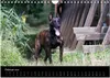 Holländischer Schäferhund (Wandkalender 2026 DIN A4 quer), Produktbild-Vorschau 5