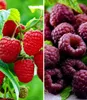 A split image showing two types of raspberries: red raspberries on the left and dark purple raspberries on the right. Produktbild-Vorschau