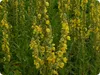 SAFLAX - Großblumige Königskerze - Verbascum densiflorum - Produktbild-Vorschau 4