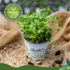 Enseleits Pimpinelle im 12cm Topf, Kräuter Pflanze, Produktbild-Vorschau 2