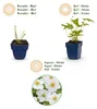 Green boutiQ - Staude - Anemone hybr. Hon. Jobert - Produktbild-Vorschau 4