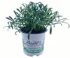 Enseleits Meerfenchel - Crithmum maritimum, Kräuter Pflanze Produktbild-Vorschau 1
